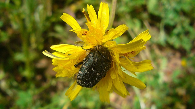 Oxythyrea funesta
