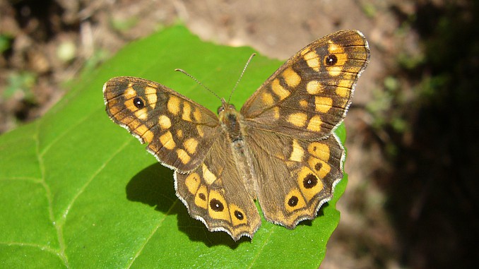 Pararge aegeria