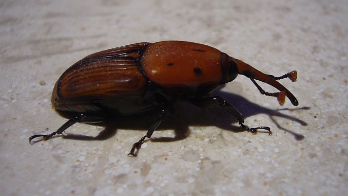 Picudo rojo