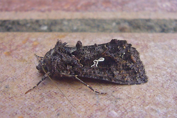 Plusia autographa gamma