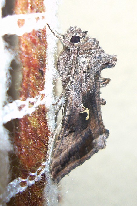 Polilla Gamma