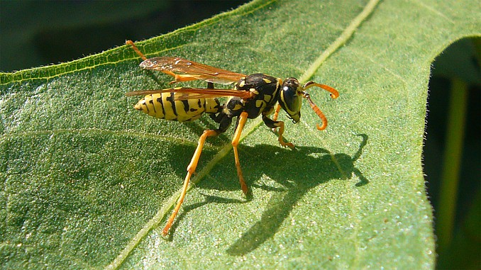 Avispa papelera (Polistes sp.)