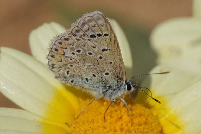 Polyommatus icarus