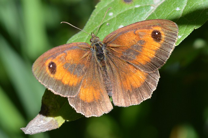 Pyronia tithonus