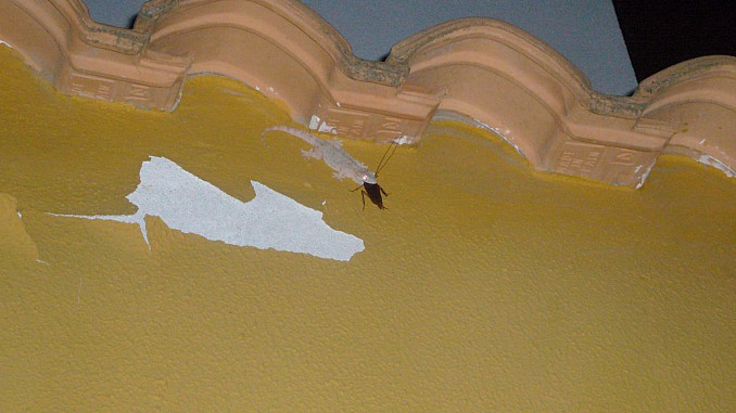 Salamanquesa come cucaracha