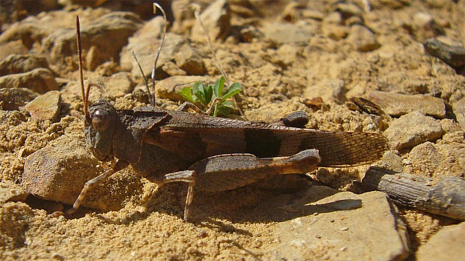 Saltamontes (Aiolopus strepens)