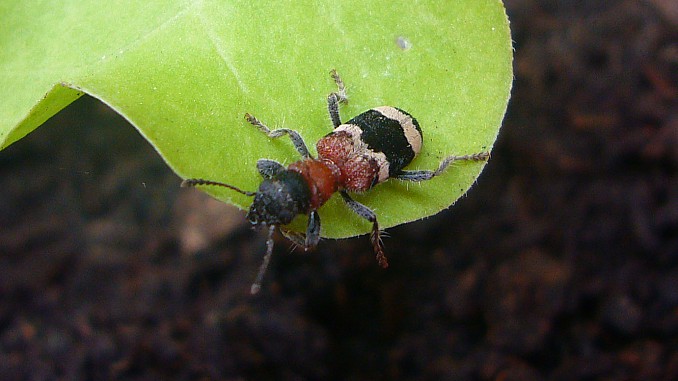 Thanasimus formicarius