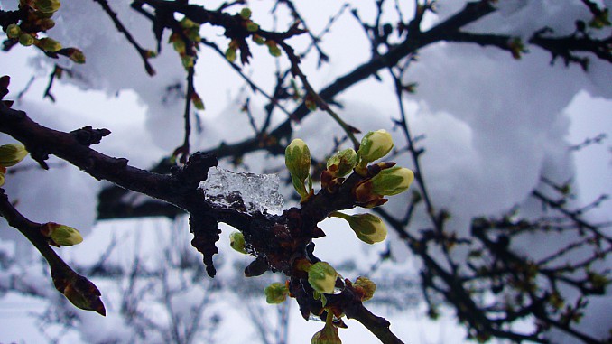 Almendro nevado