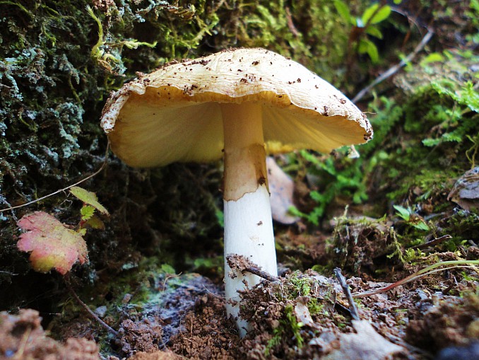 Amanita
