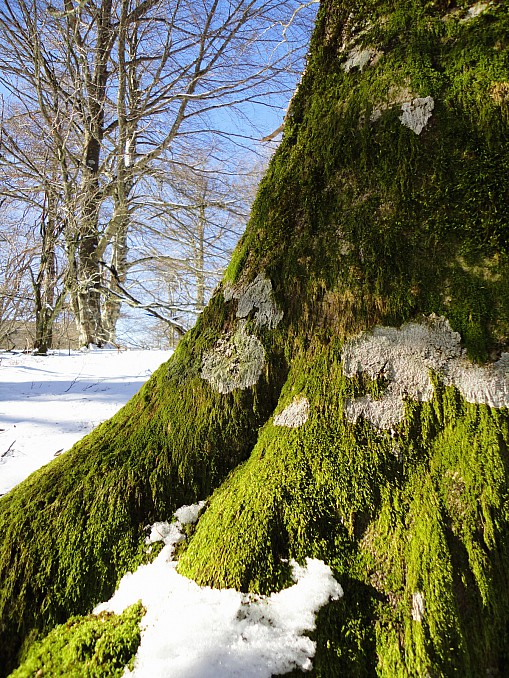 Árbol en invierno