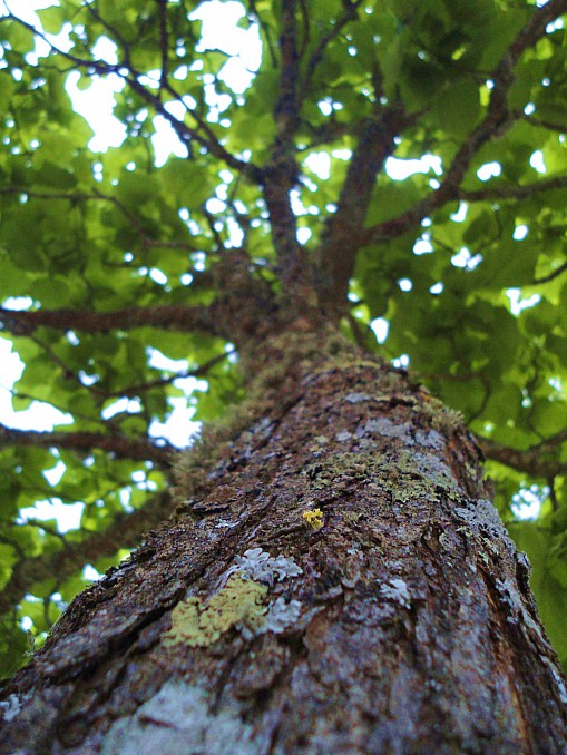 Árbol en primavera