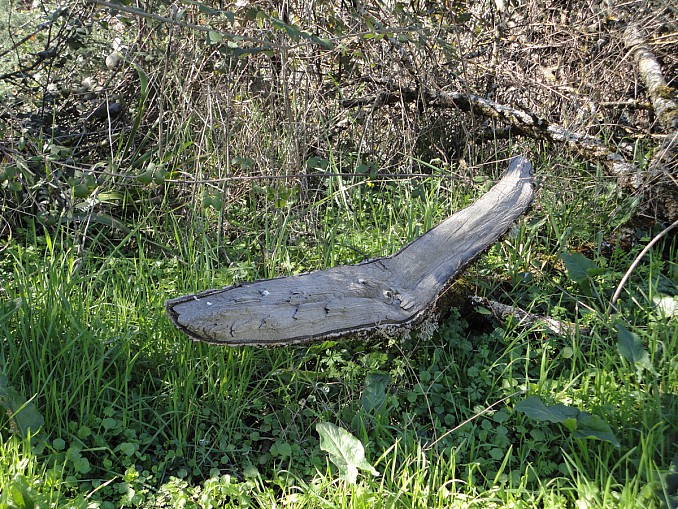 Ballena de campo
