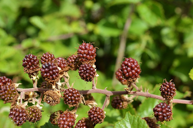 Moras rojas