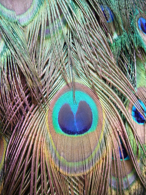 Plumas de pavo real