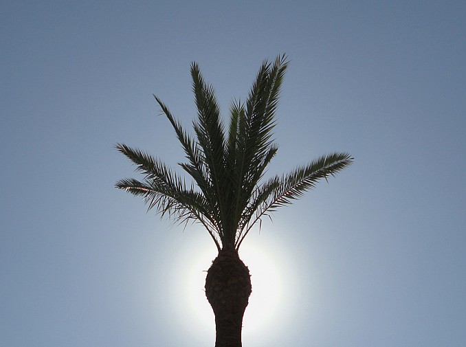 Palmera