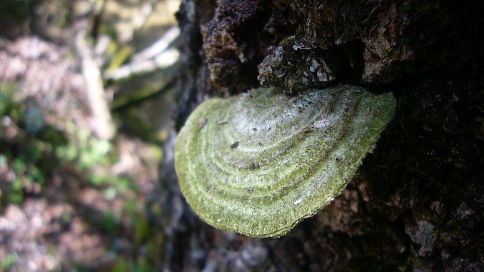 Polyporus