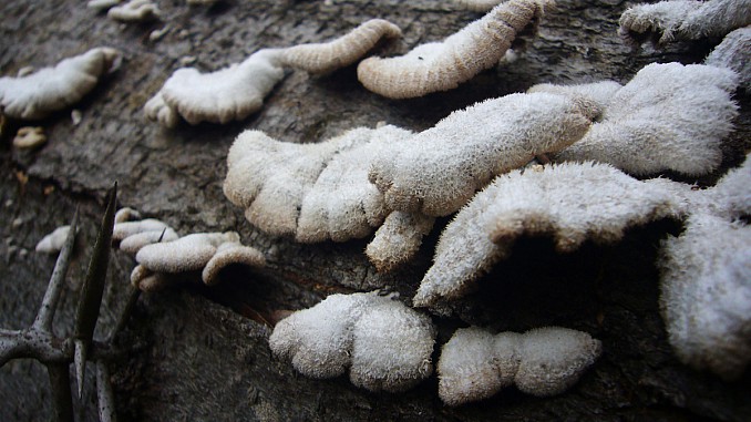 Polyporus en árbol