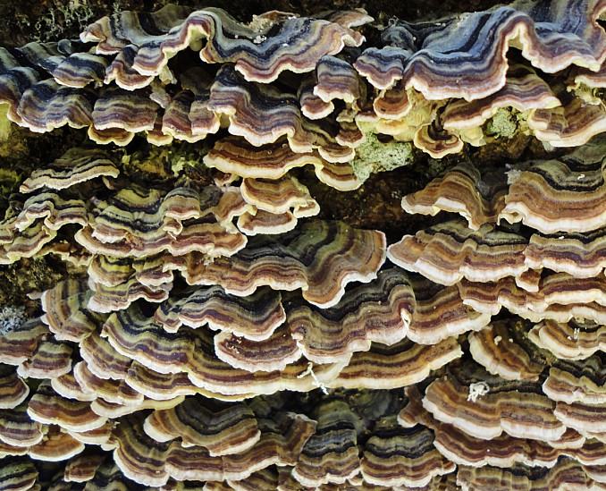 Polyporus pequeños