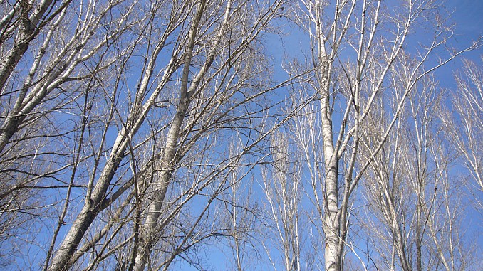 Árboles en invierno