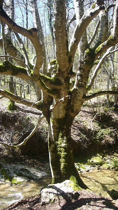 Cerca de la cascada de Aguaque