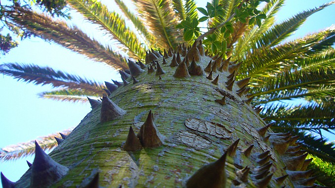 Chorisia speciosa