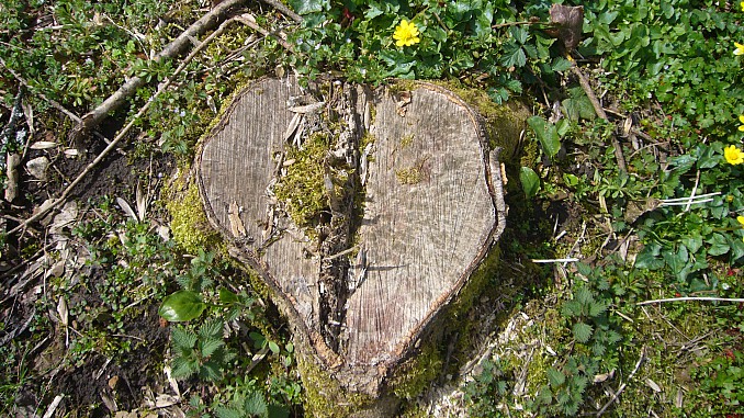 Corazón de madera