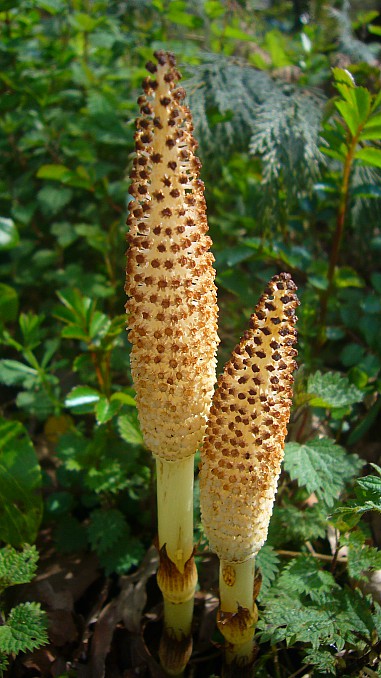 Equisetum arvense