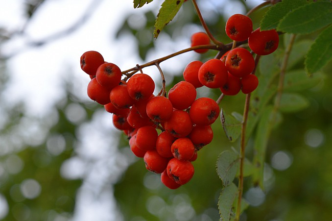 Frutos rojos silvestres