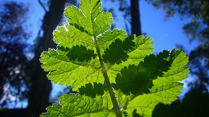 Hoja al tras luz