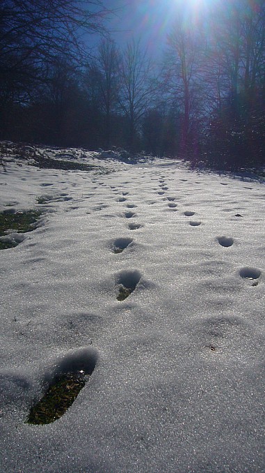Huellas en la nieve