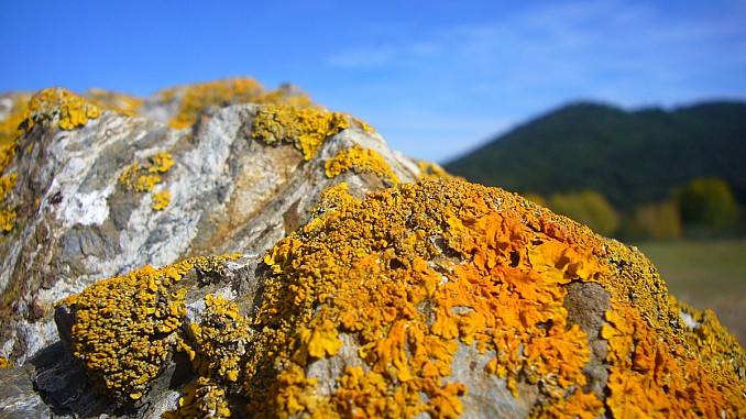 Liquen