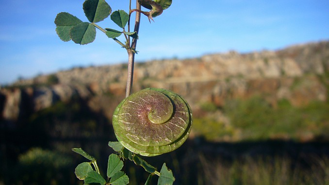 Medicago orbicularis