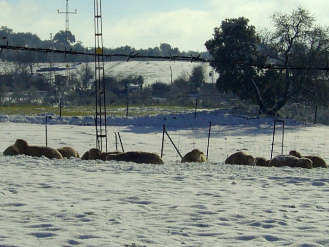 Ovejas descansando sobre un manto de nieve