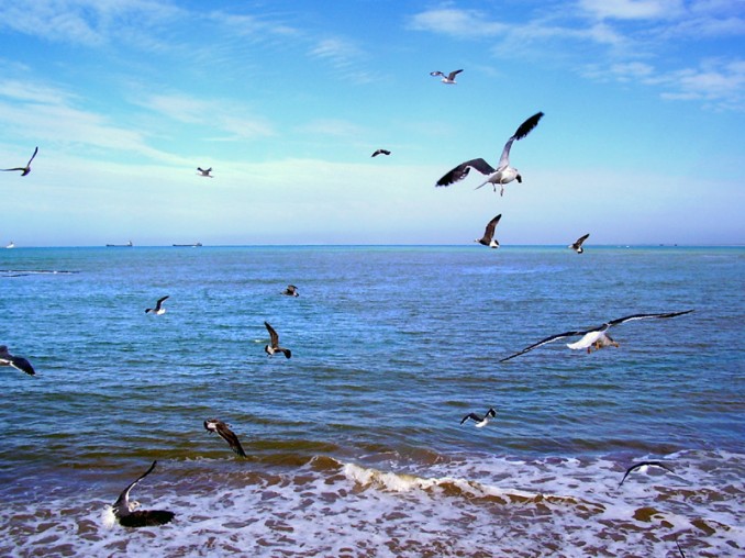 Gaviotas