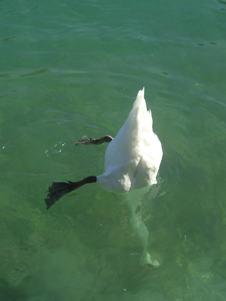 Al agua pato