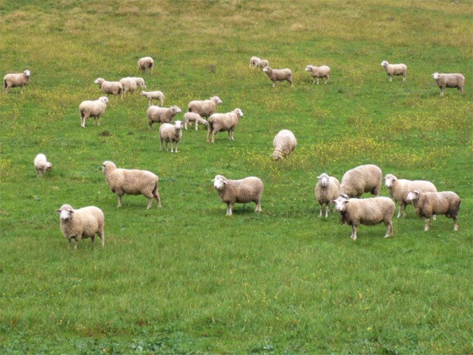 Grupo de ovejas pastando