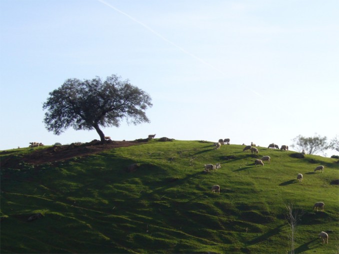 Ladera con ovejas