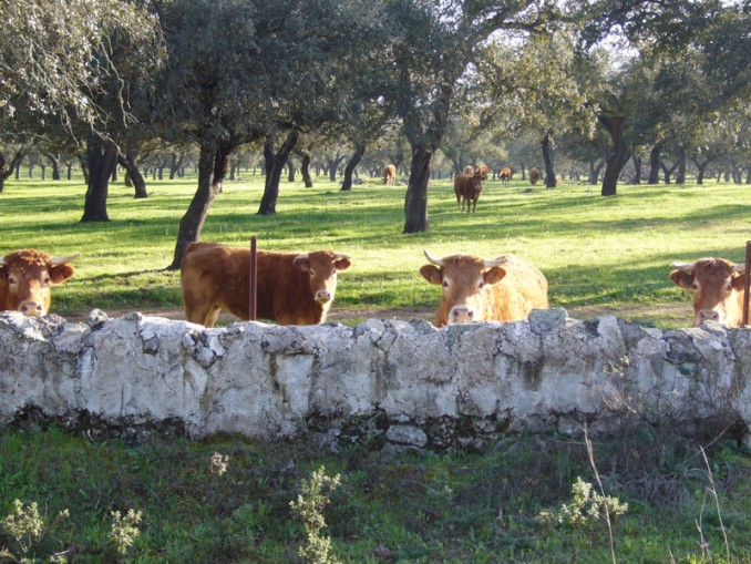 Vacas marrones