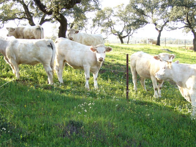 Vacas