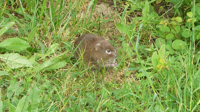Arvicola amphibius, rata de agua