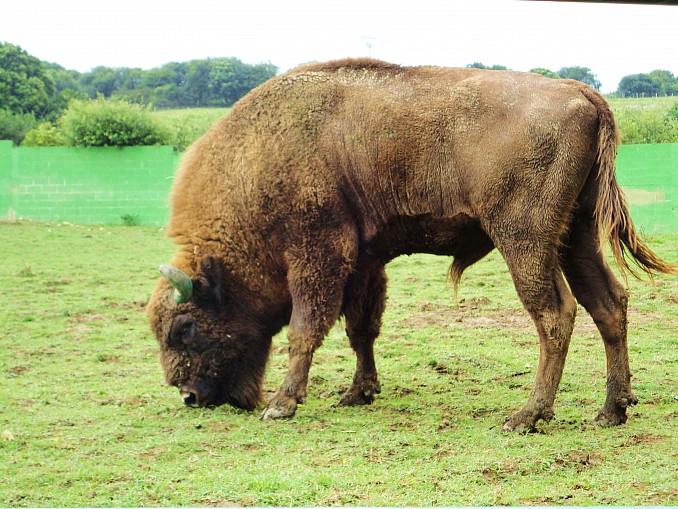 Bisonte europeo