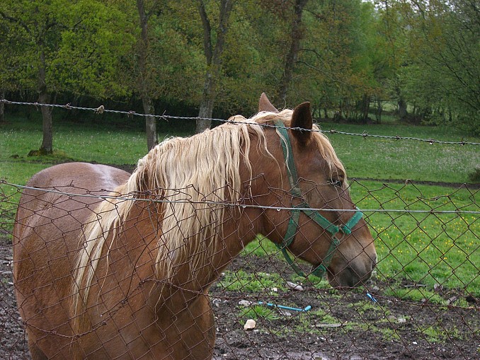 Caballo marrón