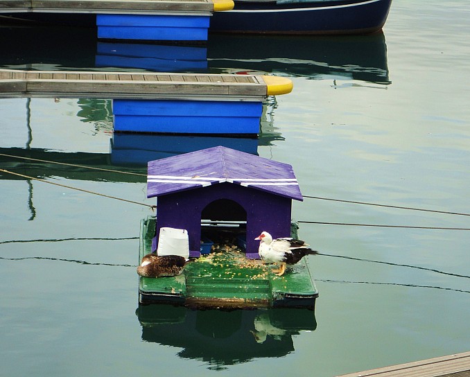 Casa flotante