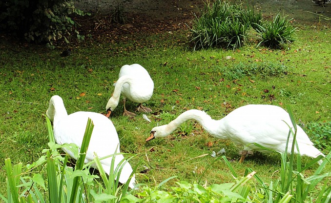 Cisnes