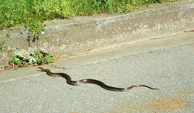 Culebra de Esculapio