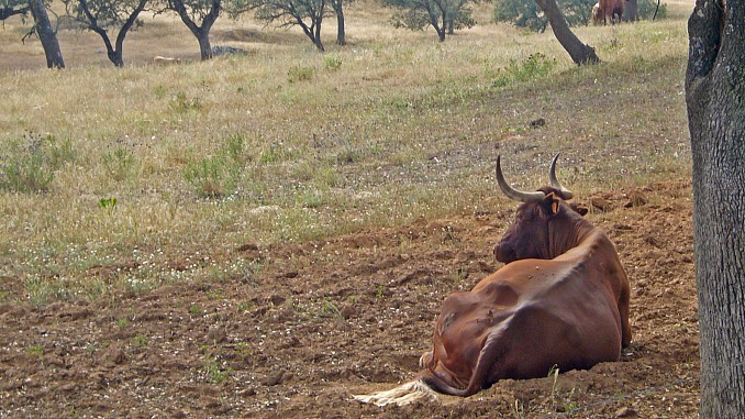 Descansando