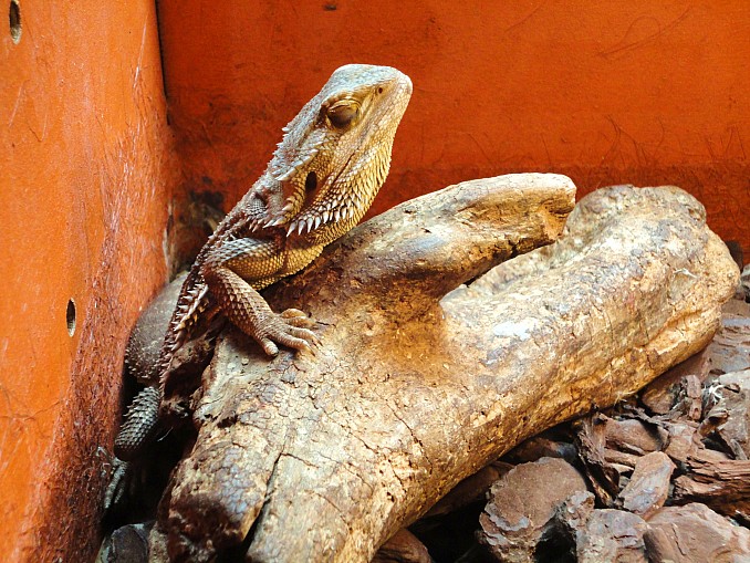 Dragon barbudo