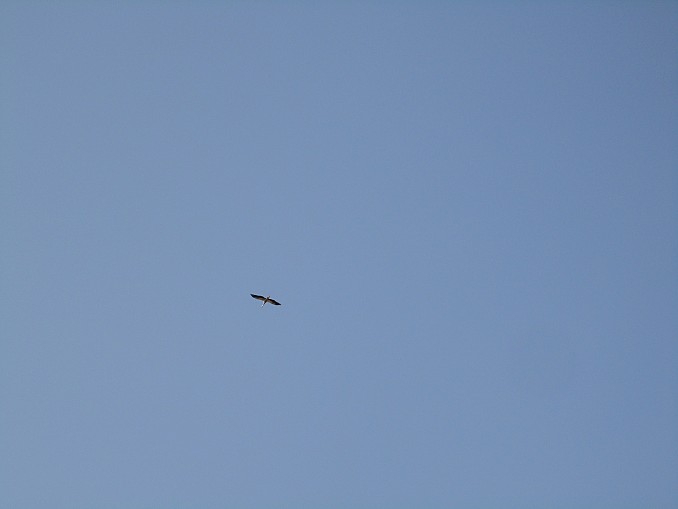 El vuelo de la cigüeña
