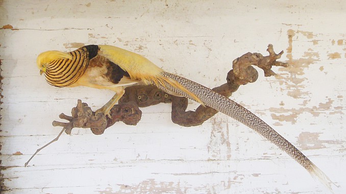Faisan ghigi (Chrysolophus pictus luteus)