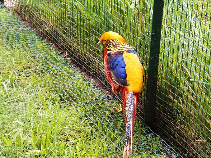 Faisán